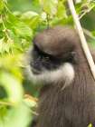 Purple-faced langur, aka purple-faced leaf monkey, Sri Lanka, South Asia Art Print